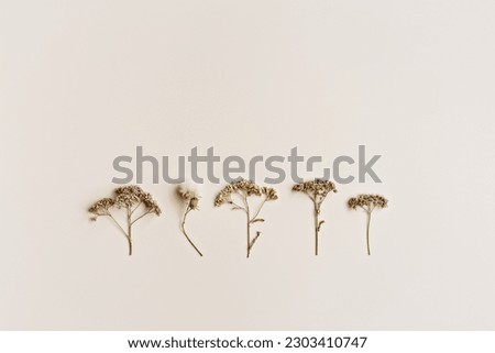 Minimal autumn composition with dried wild flowers on beige background, nature autumnal decor, still life photo neutral colors, minimal style flat lay of natural forest flowers. Autumn, fall concept.