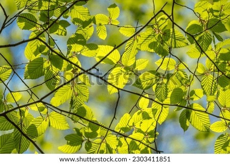 Green leaves of a beech tree in spring Royalty-Free Stock Photo #2303411851