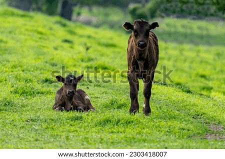 Little cows in the beautiful landscape of Romania. Royalty-Free Stock Photo #2303418007
