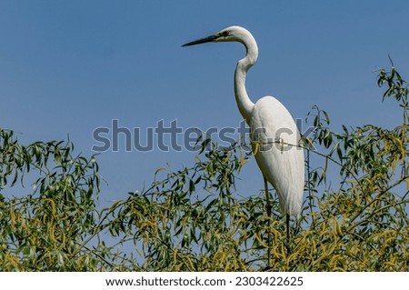 Low angle view of great egret on tree against clear sky.