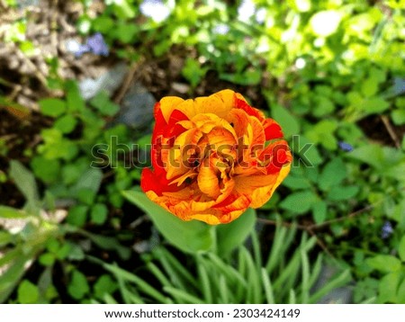 An unusual tulip of a beautiful color in the garden
