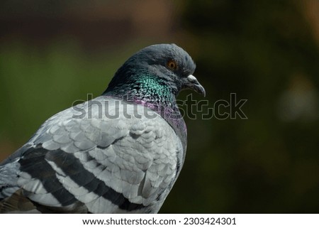Close up profile picture of a pigeon in the wild
