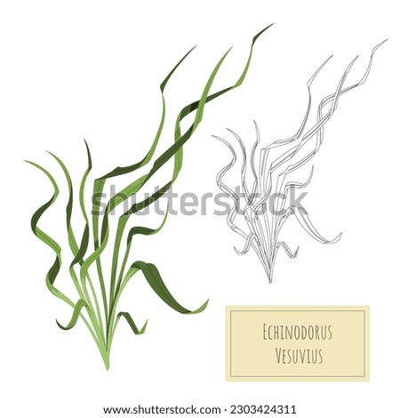 Isolated aquarium plant. Cartoon drawing of aquatic grass. River grass outline and colorful art. Underwater decoration object. Vector illustration