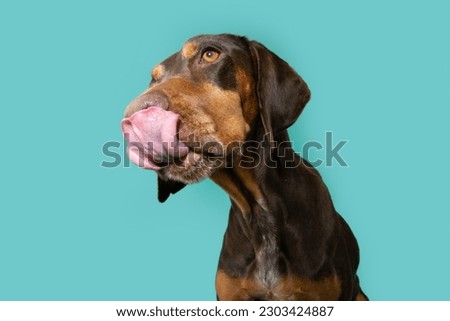 Porfile hungry vizsla puppy dog on summer or spring. Isolated on blue background