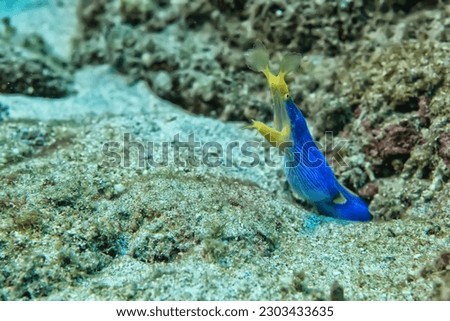 ribbon moray eel fish reef tropical sea background