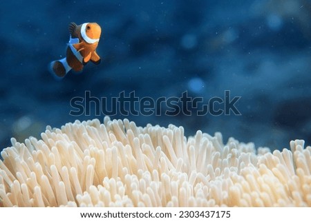 clown fish on an anemone underwater reef in the tropical ocean Royalty-Free Stock Photo #2303437175