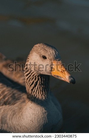 Closeup of a gray colored duck swimming in the water on a sunny day with some shadow
