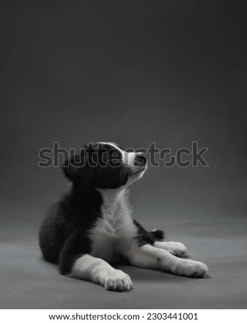 funny puppy on gray background. Border collie dog with funny muzzle, emotion