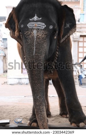 Elephant temple photography Temple - Picture 
The Asian elephant (Elephas maximus), also known as the Asiatic elephant, is the only living species of the genus Elephas and is distributed throughout Tk