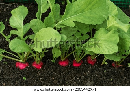 organic radish grows in the ground soil, close up. Gardening background with  plants harvest orchard garden growing Ripe red greenhouse Royalty-Free Stock Photo #2303442971