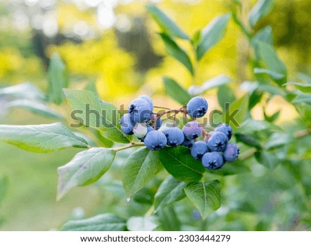 blueberries plant with fruits, organic plantation of blueberries