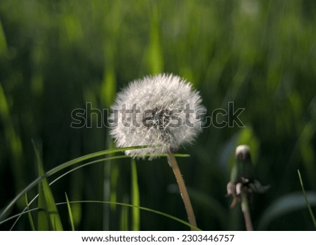 Dandelion white flowers in green grass.