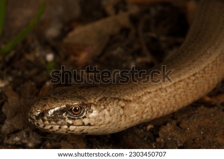 macro from a slow worm Anguis fragilis Royalty-Free Stock Photo #2303450707