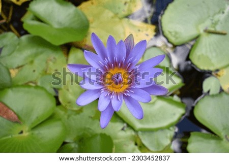 Blue flowers of lotus Nymphaea nouchali, also known as Nymphaea caerulea, and known in English as Egyptian lotus, blue lotus, blue water lily, Cape water lily. Royalty-Free Stock Photo #2303452837