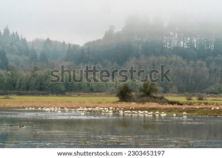 Birds in Ridgefield National Wildlife Refuge, Washington State