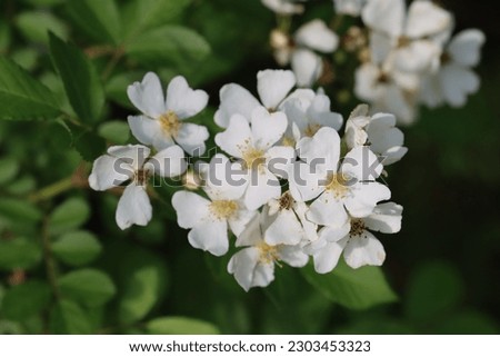 The multiflora rose has beautiful white flowers
 Royalty-Free Stock Photo #2303453323