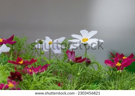 Red and white flowers grow in a garden on a sunny day. Cosmos is a genus, with the same common name of cosmos, consisting of flowering plants in the sunflower family