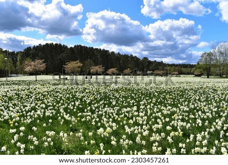 Daffodil field in Druskininkai, Lithuania Royalty-Free Stock Photo #2303457261