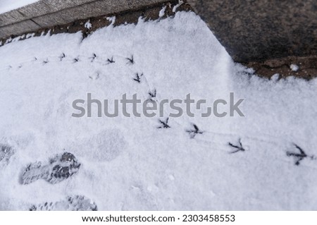Some winter photos from PlockPoland... snowy bench, pigeons on the roof, pigeons foot print....