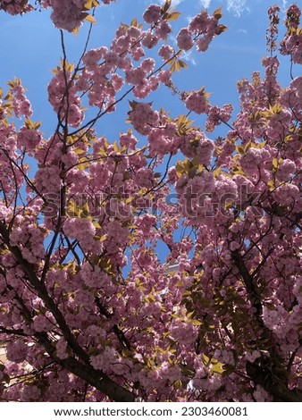 A clear sky on a spring day. A blooming pink tree against a blue sky. Romantic atmosphere, a sense of love and lightness. 