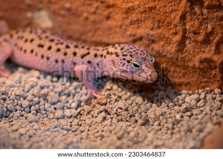 Leopard gecko lizard, close up macro. Cute Leopard gecko portrait (Eublepharis macularius).