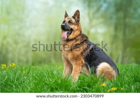 German Shepherd dog sitting on the grass in the park. Copy space Royalty-Free Stock Photo #2303470899