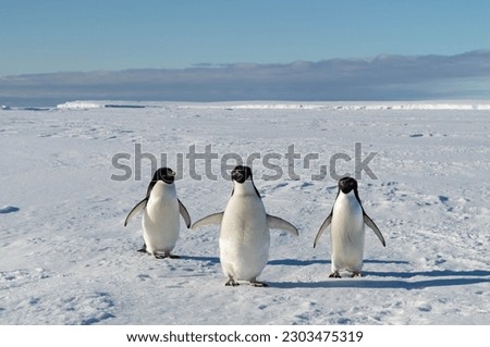 three cute and curious penguins looking at the camera