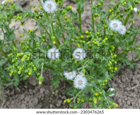 In nature, Senecio vulgaris grows as a weed Royalty-Free Stock Photo #2303476265