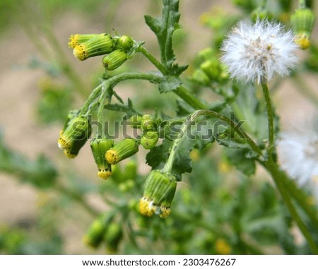In nature, Senecio vulgaris grows as a weed Royalty-Free Stock Photo #2303476267
