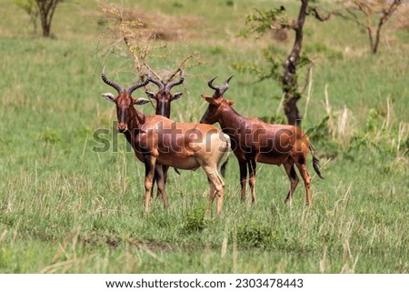 Swayne's hartebeest (Alcelaphus buselaphus swaynei) is an endangered endemic antelope native to Ethiopia in Senkelle Swayne's Hartebeest Sanctuary, Ethiopia, Africa wildlife Royalty-Free Stock Photo #2303478443
