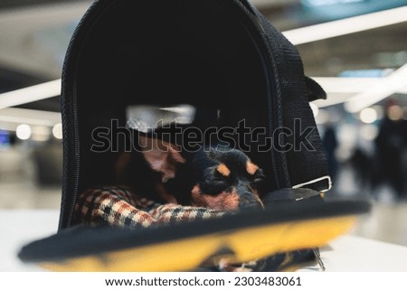 Dog in the airport hall before the flight, near luggage suitcase baggage, concept of travelling moving with pets, small black dog sitting in the pet carrier before the trip at the terminal station

