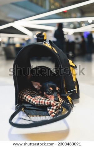 Dog in the airport hall before the flight, near luggage suitcase baggage, concept of travelling moving with pets, small black dog sitting in the pet carrier before the trip at the terminal station
