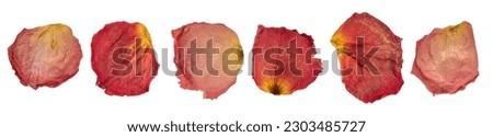 Dry petal of rose isolated isolated on white background. Royalty-Free Stock Photo #2303485727