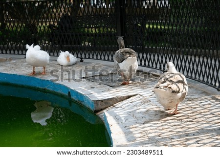 Ducks sitting and walking around a fountain on a sunny day in Cordoba, Andalusia, Spain.