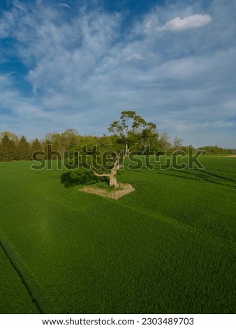 Aerial view of a green farm field in a spring season, sunny day blue sky. Drone photo. Farming, agriculture, harvest, pasture, livestock concept. 