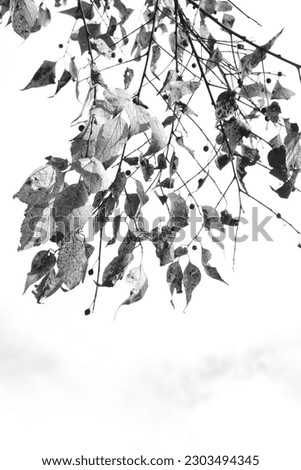 Black and white translucent leaves and berries hang draped in an Autumn sky in Fort Tryon Park, Manhattan, New York City, NY. Halloween 2021.