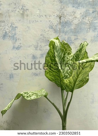 Dieffenbachia or dumbcane isolated on old wall background in flower pot. Dieffenbachia seguine, also known as dumbcane is a species of Dieffenbachia native to tropical America