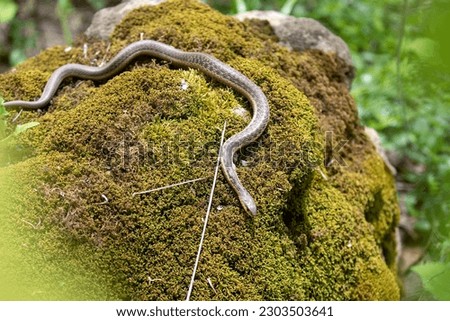 A garter snake sunning itself on on a moss-covered rock. Royalty-Free Stock Photo #2303503641
