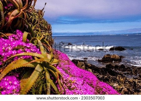 Bright Pink ice plants on the cliffs by the coast