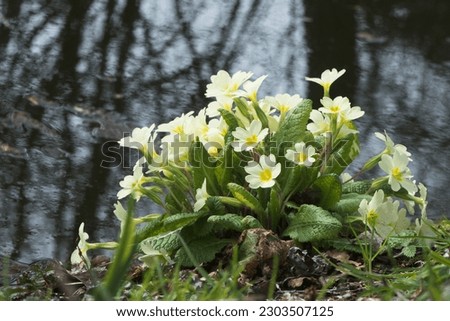 Primrose (Primula vulgaris) on the waterfront, Emsland, Lower Saxony, Germany Royalty-Free Stock Photo #2303507125