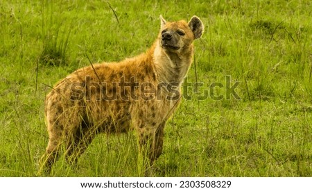 A spotted hyena, also known as the laughing hyena.  It is a species of hyena, currently classed as the sole member of the genus Crocuta, on the Maasai Mara reserve, Kenya Africa