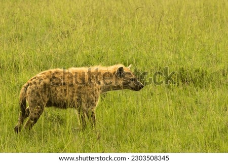 A spotted hyena, also known as the laughing hyena.  It is a species of hyena, currently classed as the sole member of the genus Crocuta, on the Maasai Mara reserve, Kenya Africa