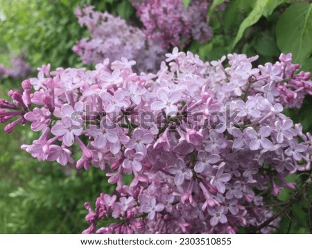 Pink and purple opened lilac flowers