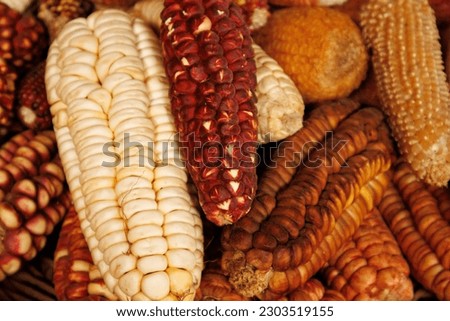 Colored corn cobs in a basket