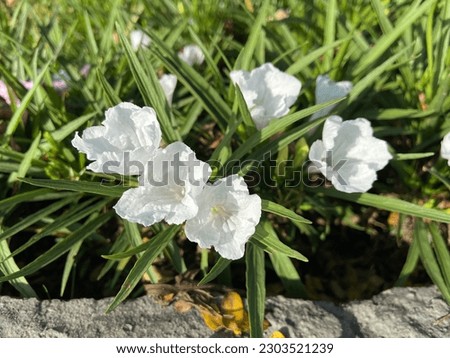 Beautifull white flowers accompanied by a green leaves in the Morning in the City park
