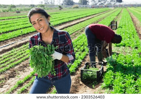 Portrait of successful Hispanic woman horticulturist on plantation of leafy vegetables with freshly harvested arugula leaves Royalty-Free Stock Photo #2303526403