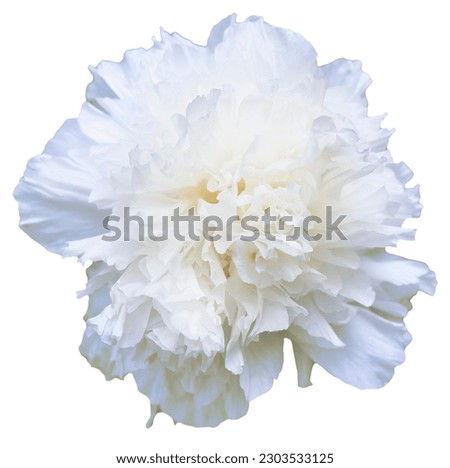 A blooming peony flower with white petals in color. Isolated. Blooming Beauty: Capturing the Vibrant Colors of Peony Season. Sun-Link-Sea