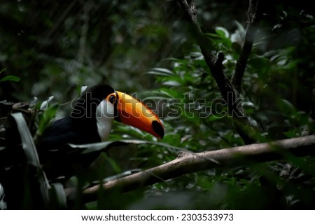 Portrait of toco toucan or giant toucan posing in the jungle of Iguazú National Park. Argentina