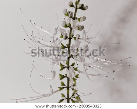 close up of cat whiskers flower on white background