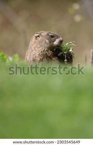 A woodchuck eating dandelion greens